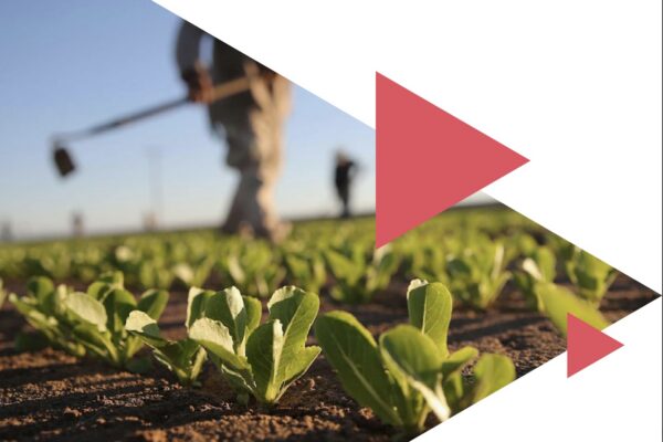 Création d’emplois dans les filières bio et agro-écologique
